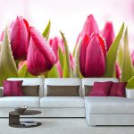 Boutons de tulipes