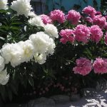 White and pink peonies