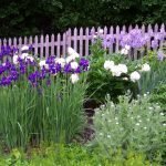 Fialový plot v kvetinovom záhrade