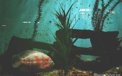 Conception d'aquarium - 20 exemples de photos