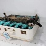 Bett für eine Katze