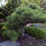 Dwarf pine in the garden