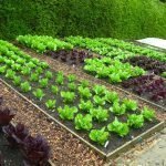 Místo pro pěstování zelí