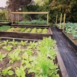 Lits pour planter des légumes de saison
