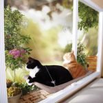 Posto per animali domestici sul davanzale della finestra