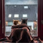 Dos gatos en el alféizar de la ventana