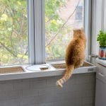 Chat sur le rebord de la fenêtre dans la cuisine