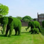 Elefanti di arbusti