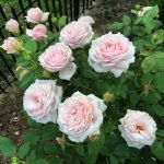 Rosa roser i hagen