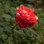 Rose i solo-planteringar