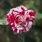 Stripet rose