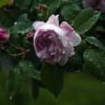 Rose efter regn