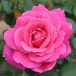 Малина роза