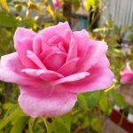 Pink rose bud blomstrer