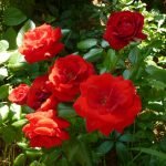 Krūmas raudonų rožių