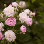 Буен цъфтящ розов храст