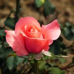 Rosa al jardí