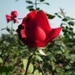 Blomstrende rød rose