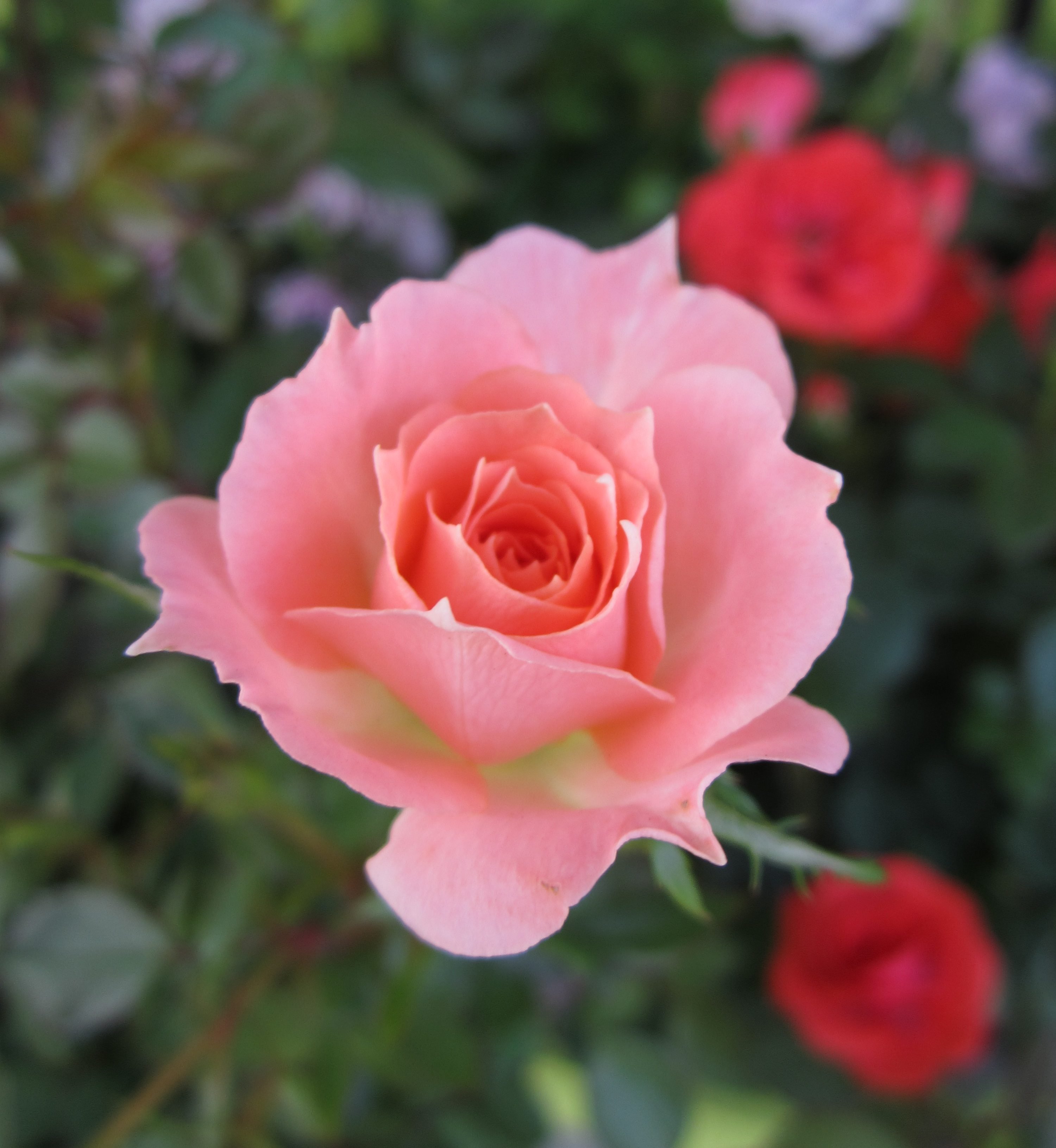 Rózsaszín rózsa, piros virágokkal körülvéve