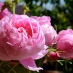 Rosa roser på nært hold