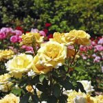 Roseiras no jardim