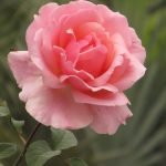 Ømheten i en blomstrende rose