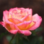 Vaaleanpunainen keltainen ruusu