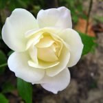 Rose putih
