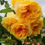 Цъфтящи жълти хавлиени рози