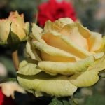 Żółty kwiat róży