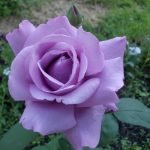 Rose av blekfiolett