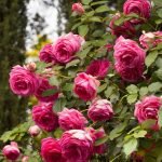Arbusto floreciente rosas
