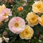 Gul rosebusk