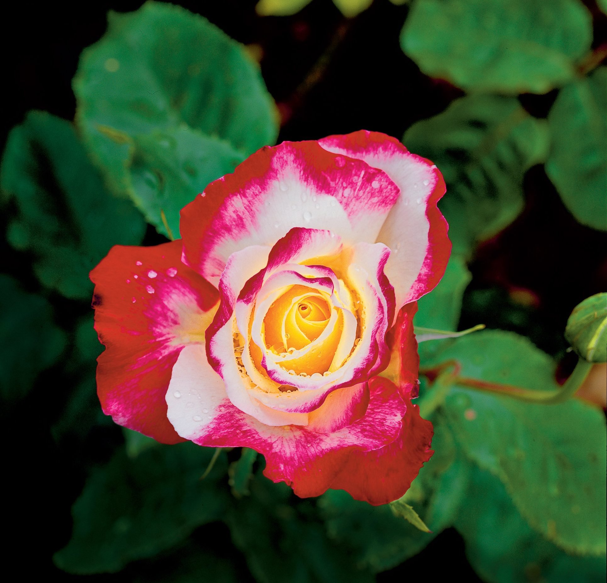 Vakker rose