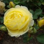 Zärtlichkeit einer gelben Rose