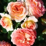 Меки прасковени рози