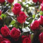 Raudona rožė pumpuruose