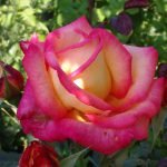 Двуцветна роза