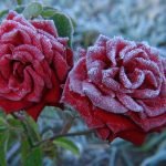 Rose après le gel
