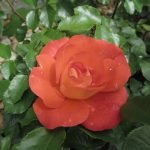 Rosa albicocca