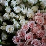 Hvite og blekrosa roser