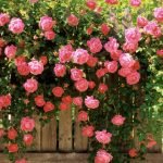 Grădină verticală de trandafiri