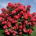 O arbusto luxuriante da rosa padrão