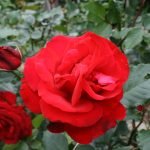 Scarlet rose
