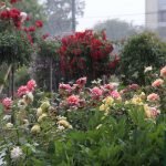Röda, gula och rosa rosor i landskapsarkitektur
