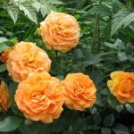 Róże frotte pomarańczowe