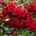 Rose ad arbusto scarlatto