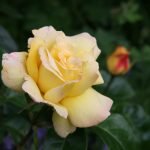Šviesiai geltona rožė
