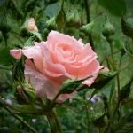 Rózsa növényzettel körülvéve