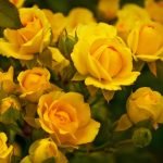 Många gula rosor